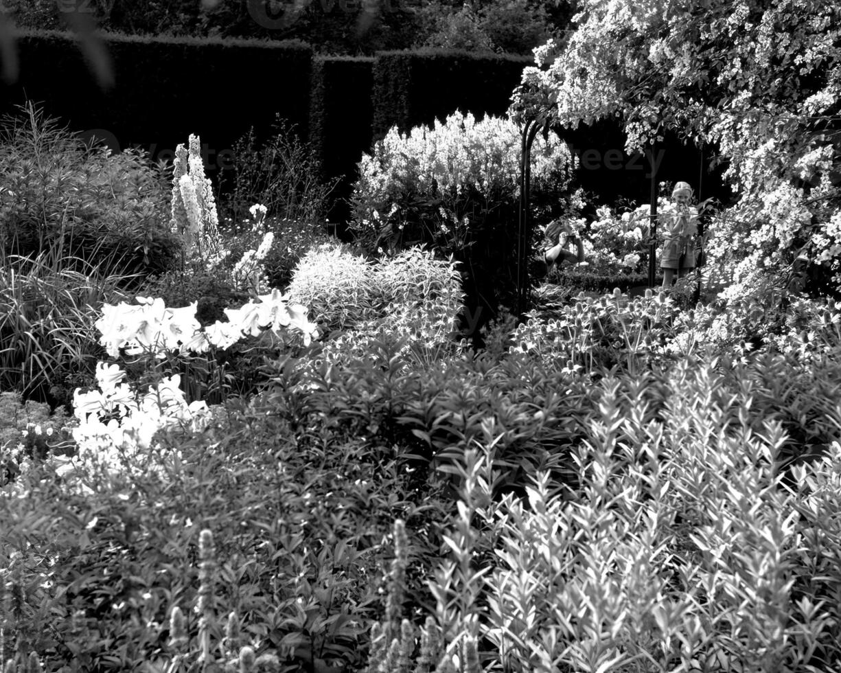 Garden background. Spring or summer gardening with plants and flowers photo