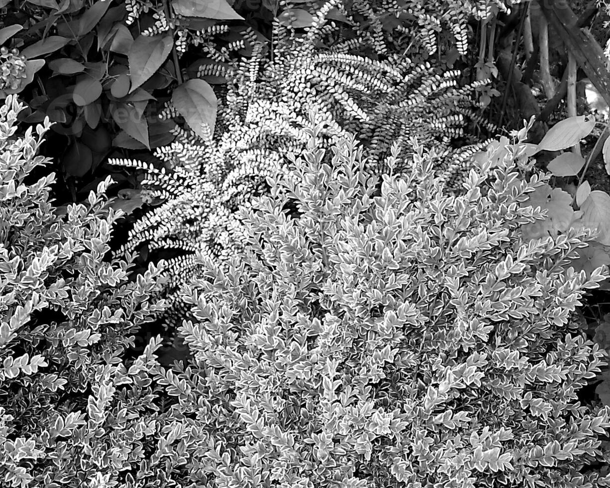 Garden background. Spring or summer gardening with plants and flowers photo