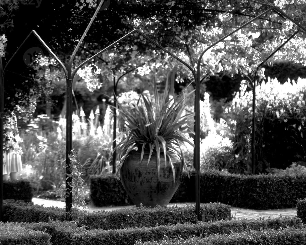 Garden background. Spring or summer gardening with plants and flowers photo