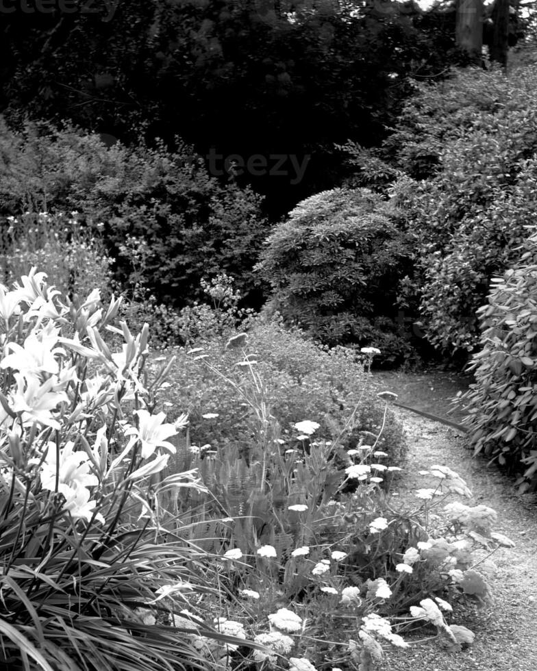 Garden background. Spring or summer gardening with plants and flowers photo