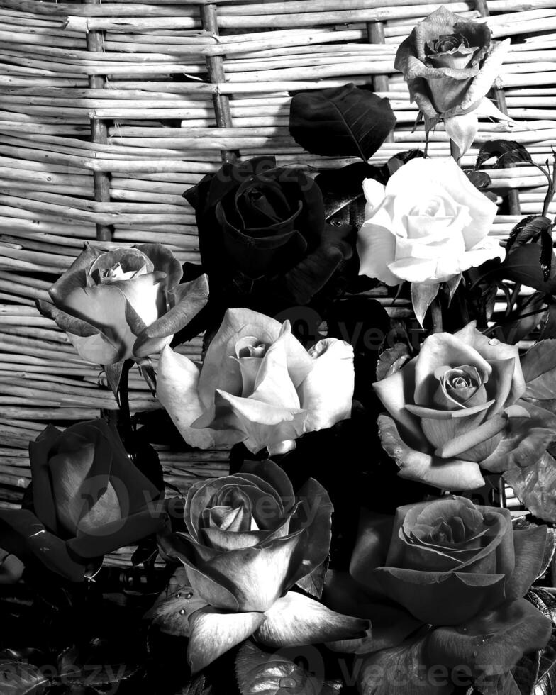 Garden black and white photo background. Spring or summer gardening with plants and flowers