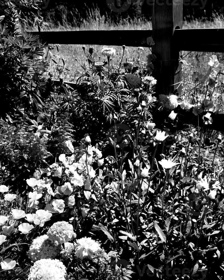 Garden black and white photo background. Spring or summer gardening with plants and flowers