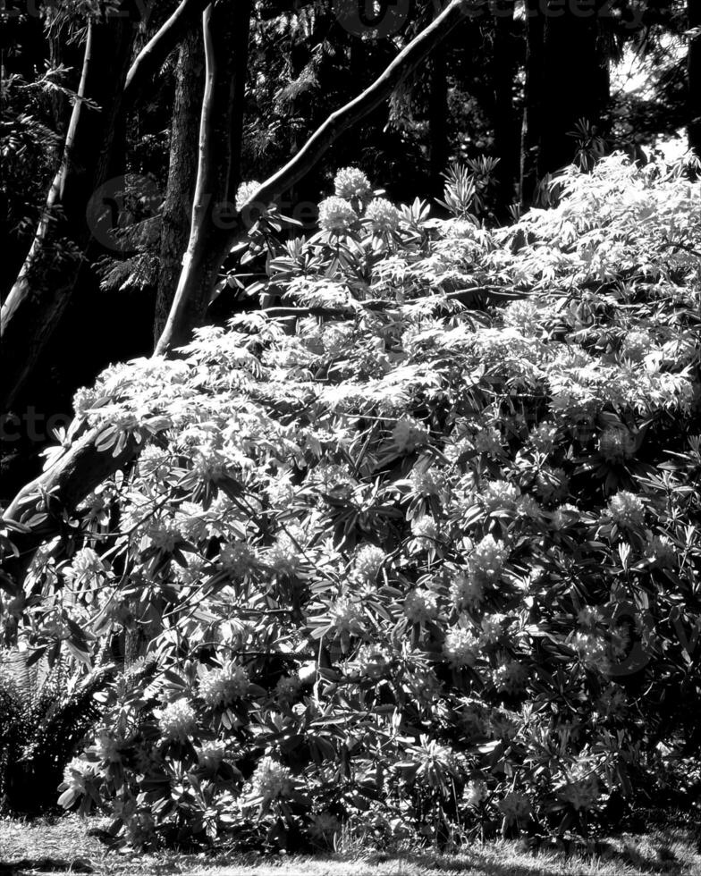 Garden black and white photo background. Spring or summer gardening with plants and flowers