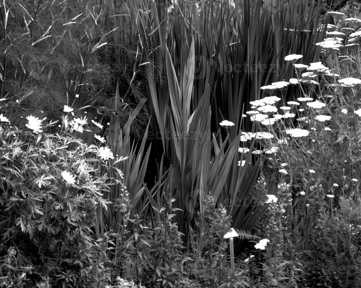 Garden background. Spring or summer gardening with plants and flowers photo
