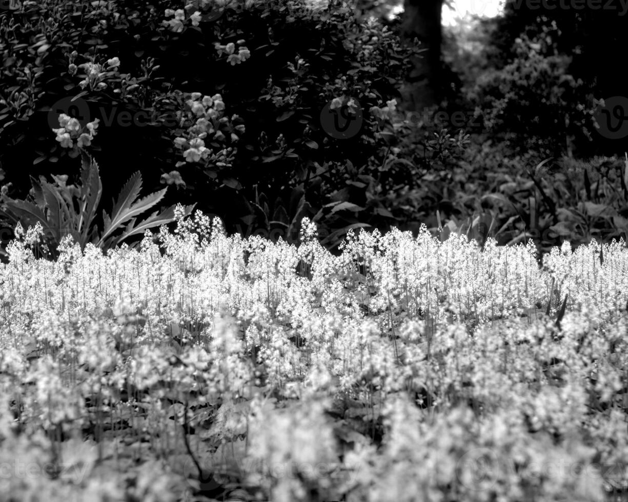 Garden background. Spring or summer gardening with plants and flowers photo