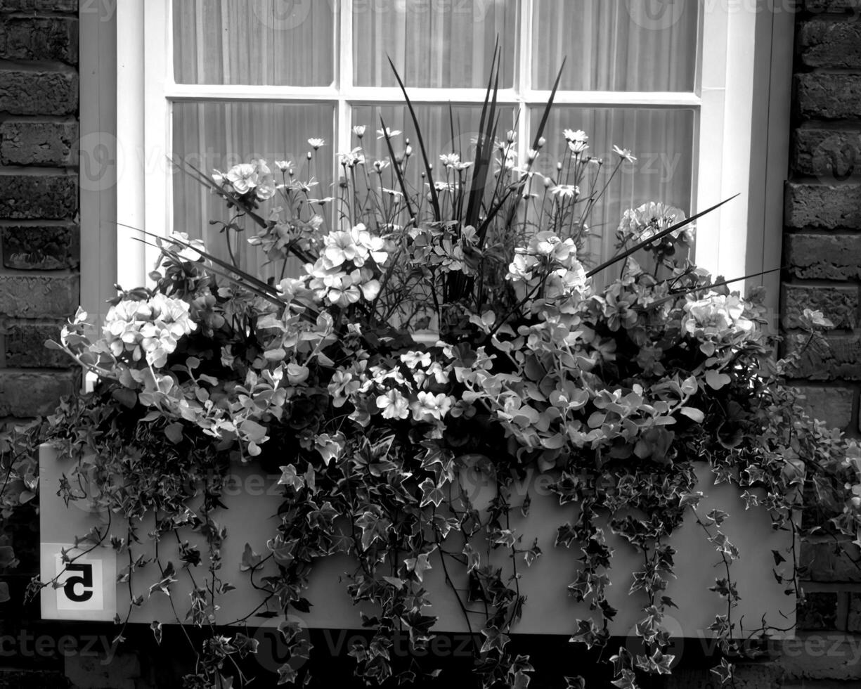 Garden background. Spring or summer gardening with plants and flowers photo