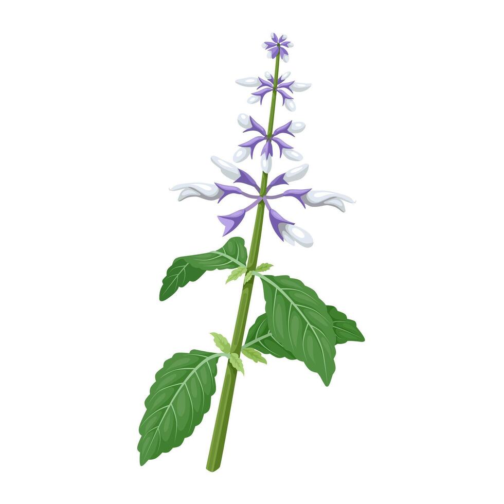 Illustration of Diviner's Sage, scientific name Salvia divinorum, isolated on white background. vector