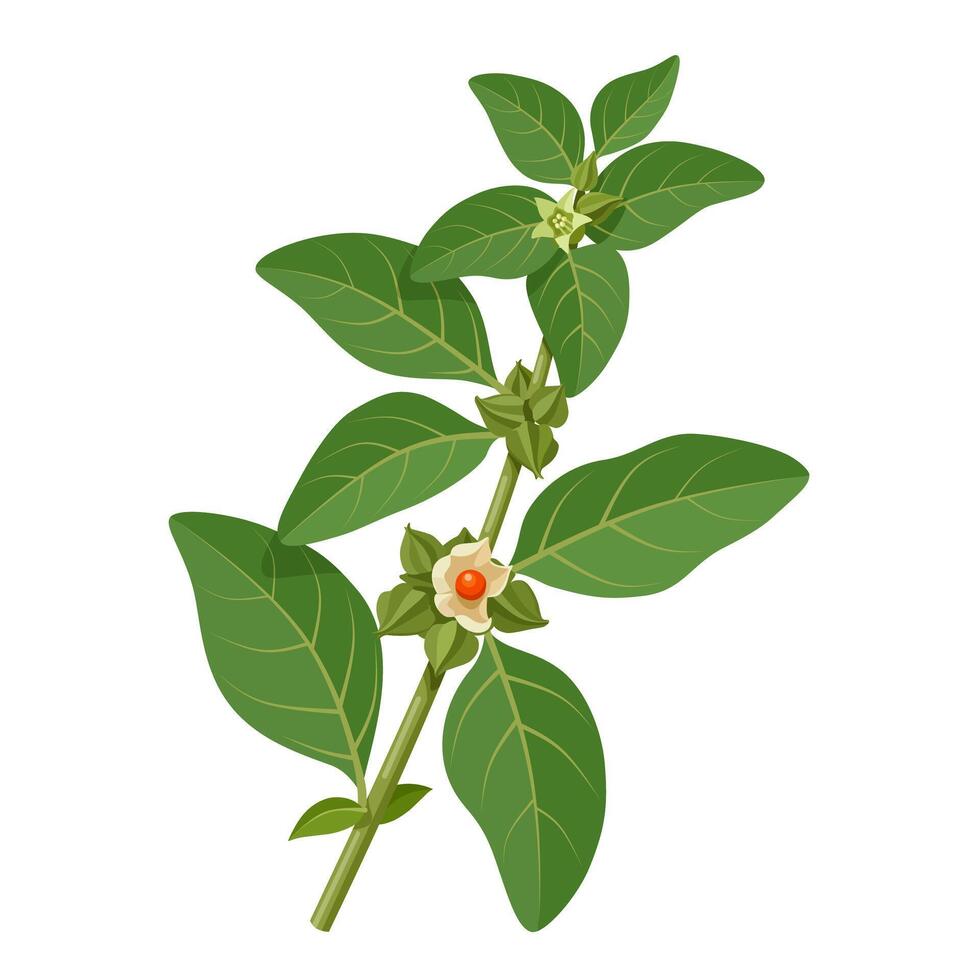 Illustration of Ashwagandha or Withania somnifera, also known as Indian ginseng, isolated on white background. vector