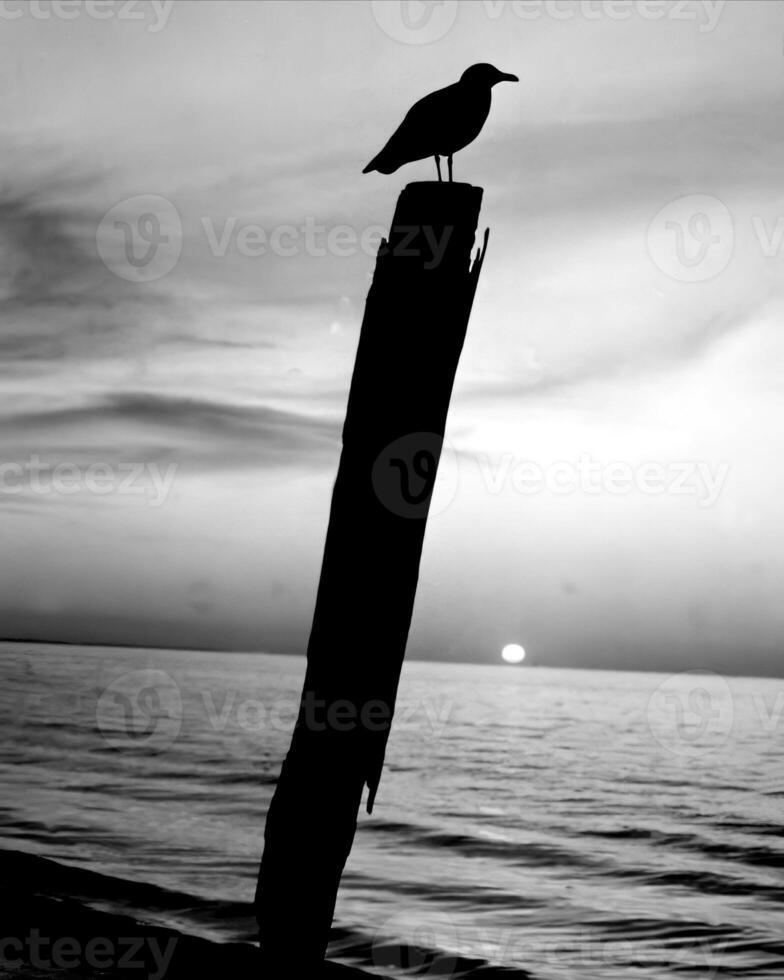 Sunset or sunrise sky black and white monochrome background photo