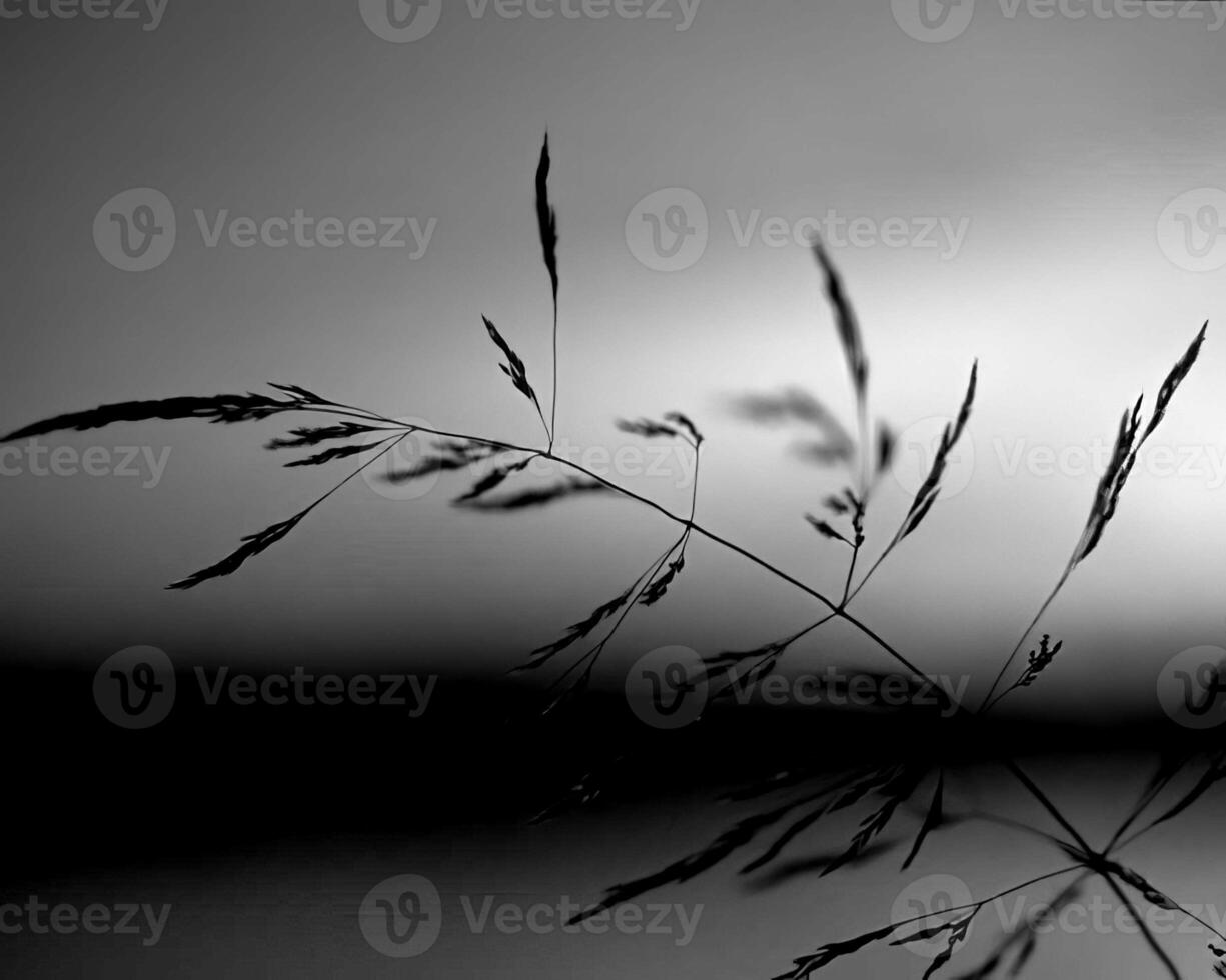Sunset or sunrise sky black and white background photo