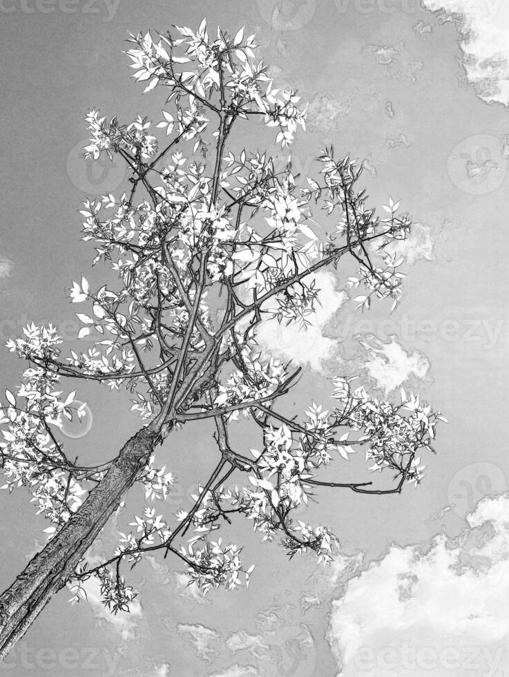 Summer tree in the sun rays. Pencil sketch drawing photo