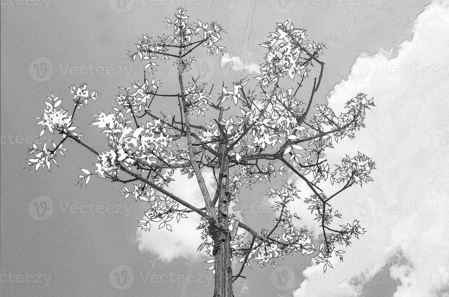 Summer tree in the sun rays. Pencil sketch drawing photo