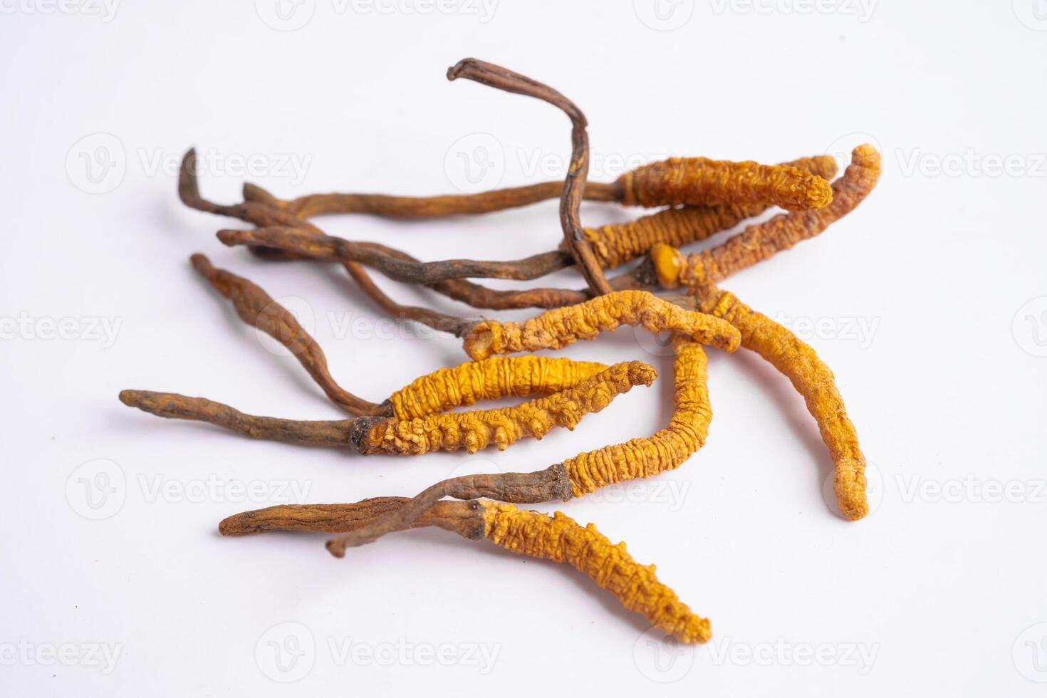 Cordyceps or Ophiocordyceps sinensis mushroom herb is fungus for used as medicine on white background. photo