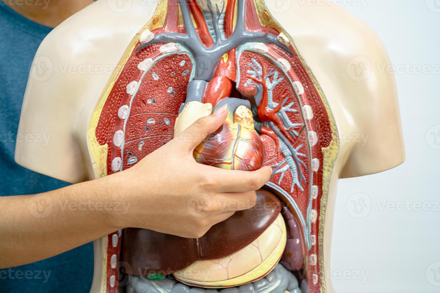 Student teenage learning anatomy biology with human body model in classroom at high school. photo