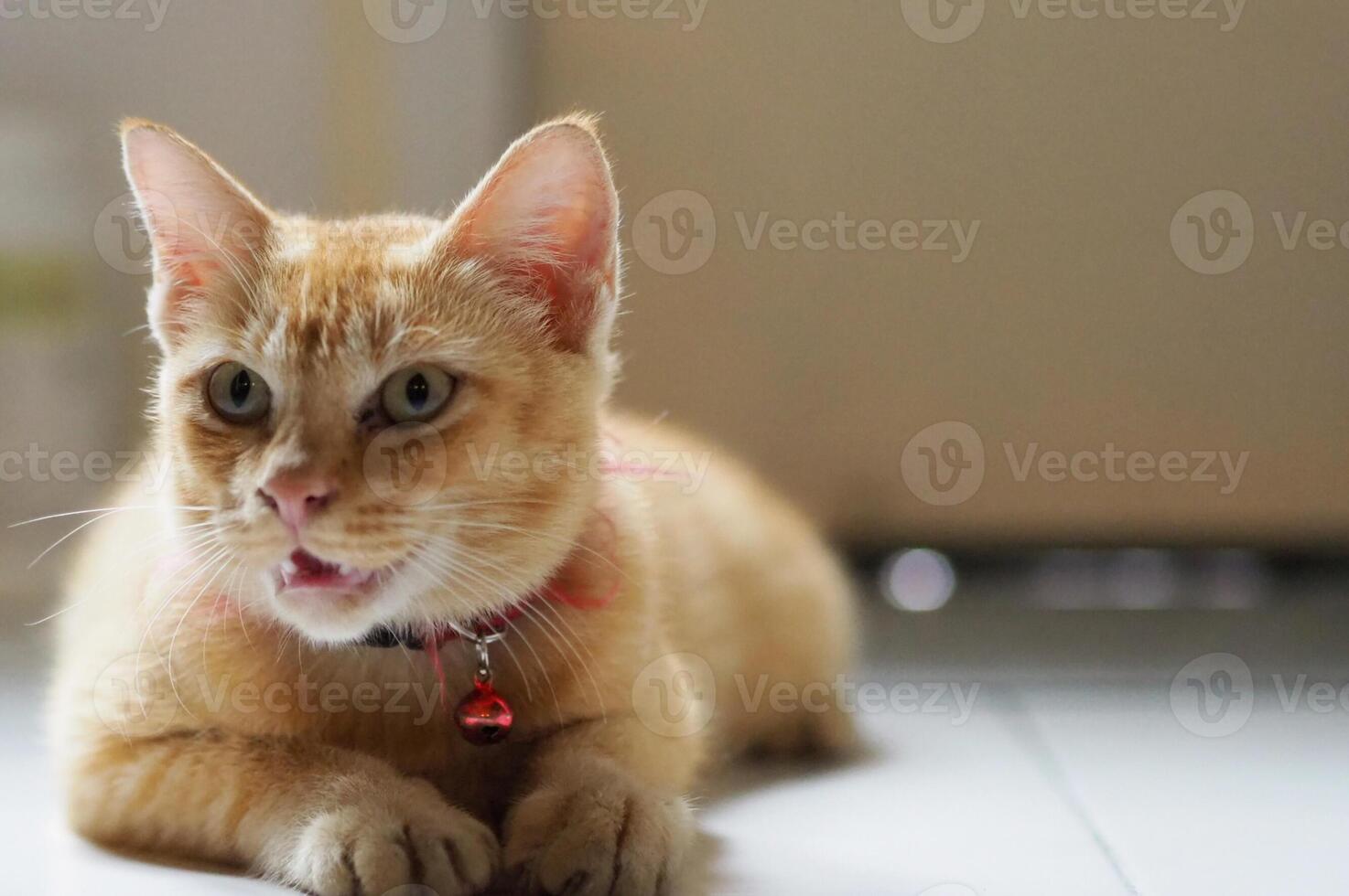 Adorable ginger cat lying on white floor. Looking at right-hand side. Cat at home Image photo