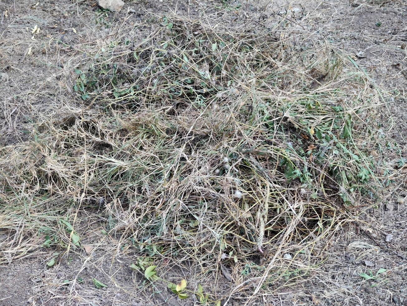 the texture of dry grass photo