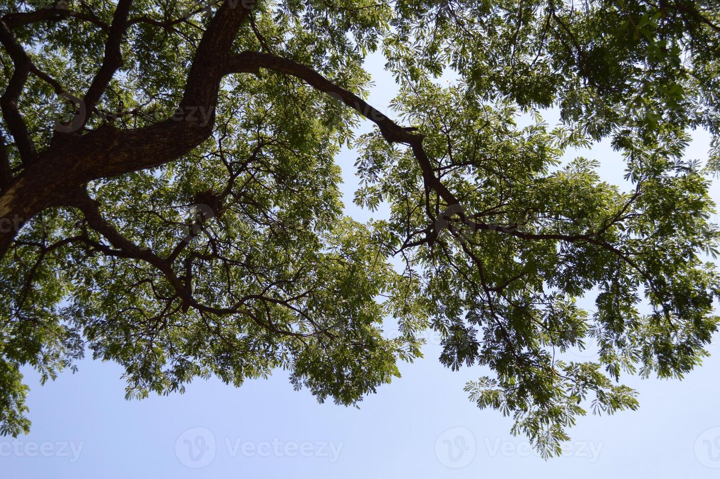 tree branches in the forest photo
