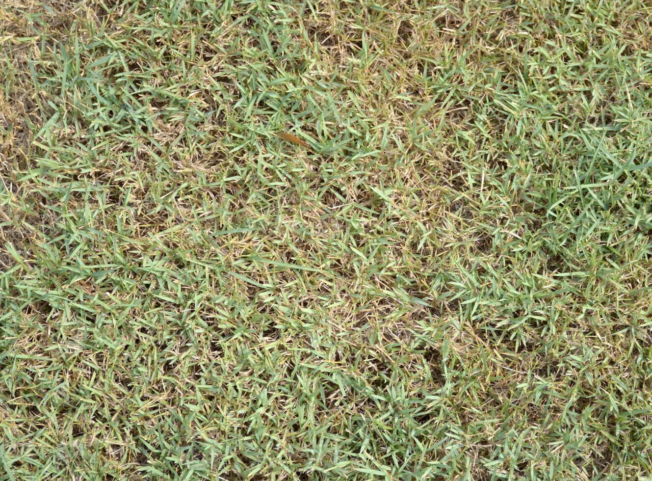 fresh grass texture background photo