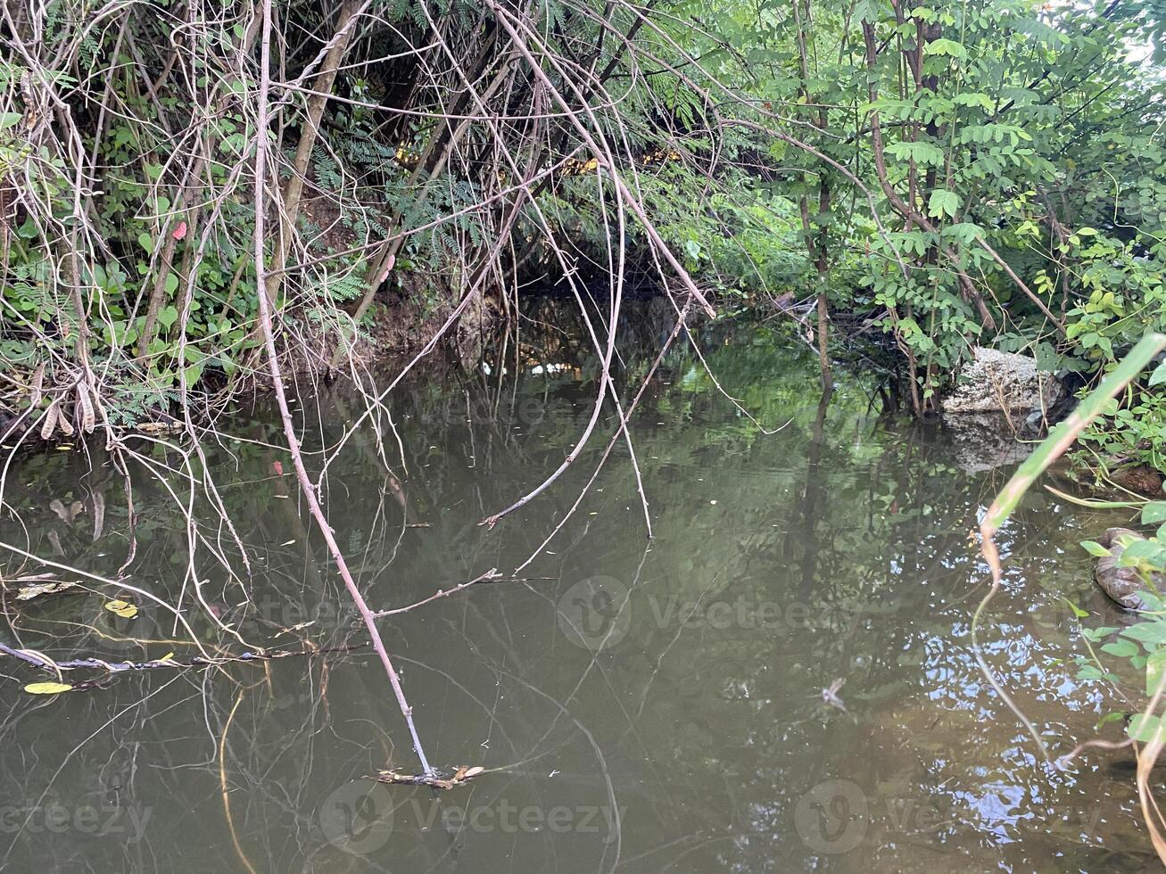 lake in the forest photo