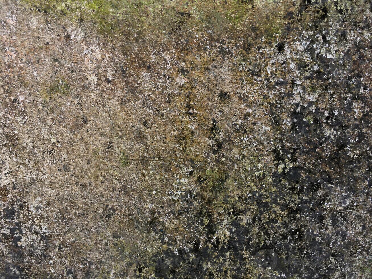texture of old cement wall covered with moss photo