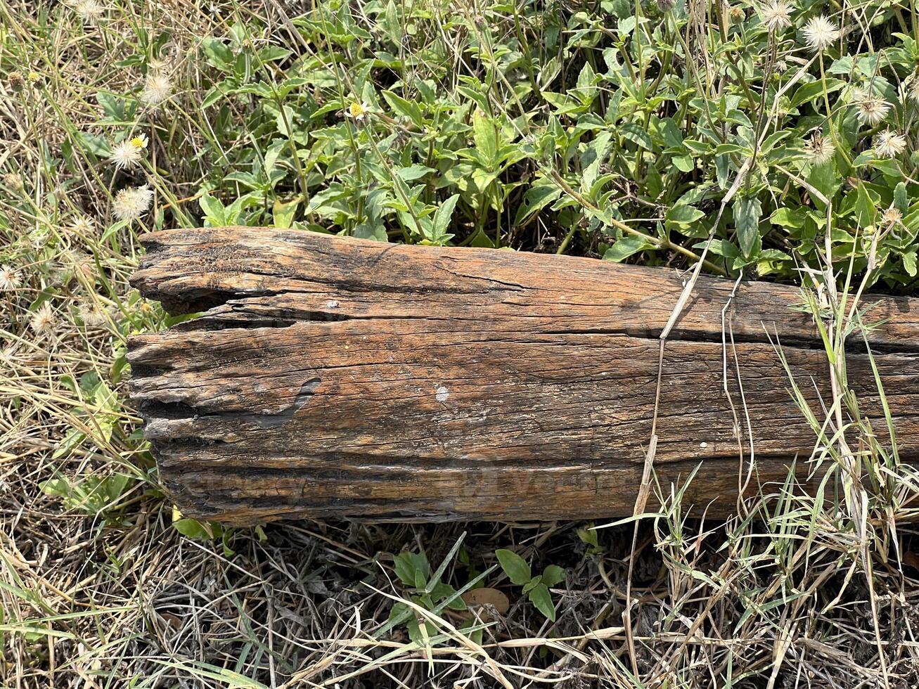 old wooden log with a green grass in the forest photo