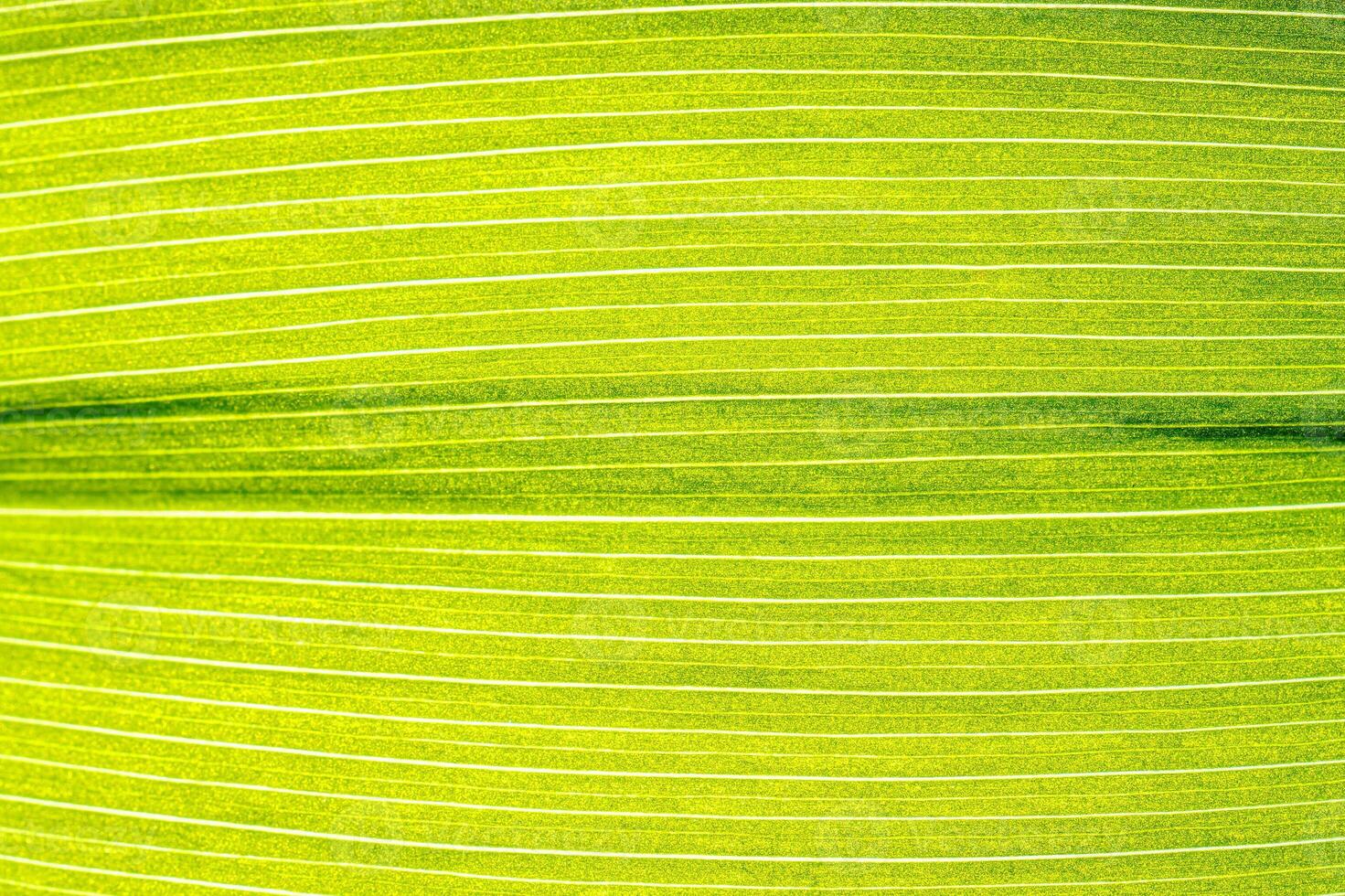 Macro shot of lily of the valley leaf. Foliage abstract background. photo