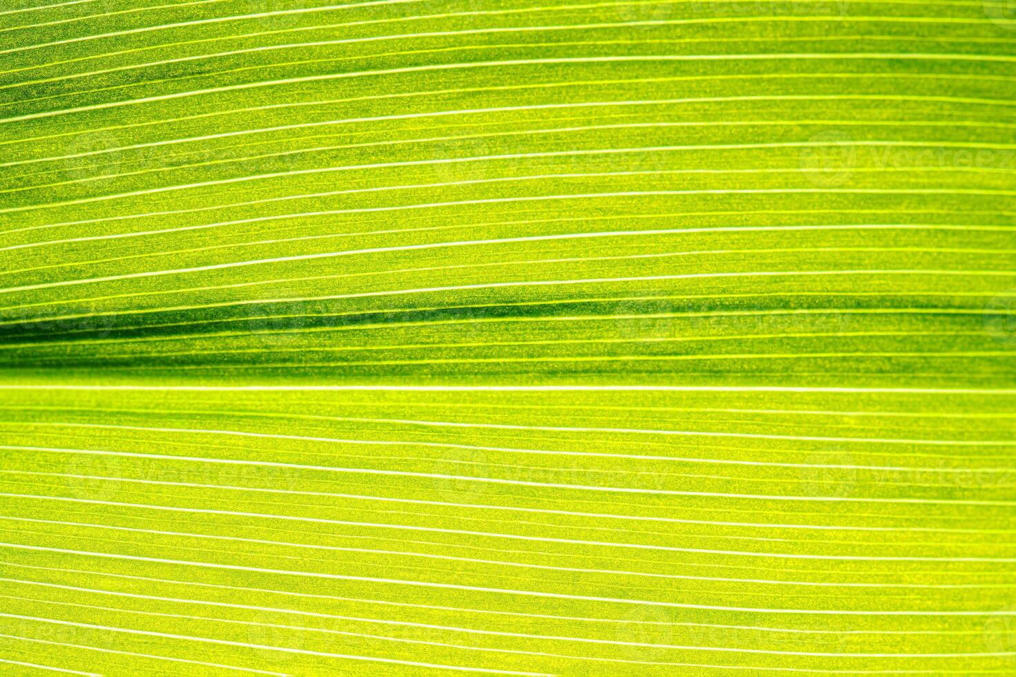 Macro shot of lily of the valley leaf. Foliage abstract background. photo
