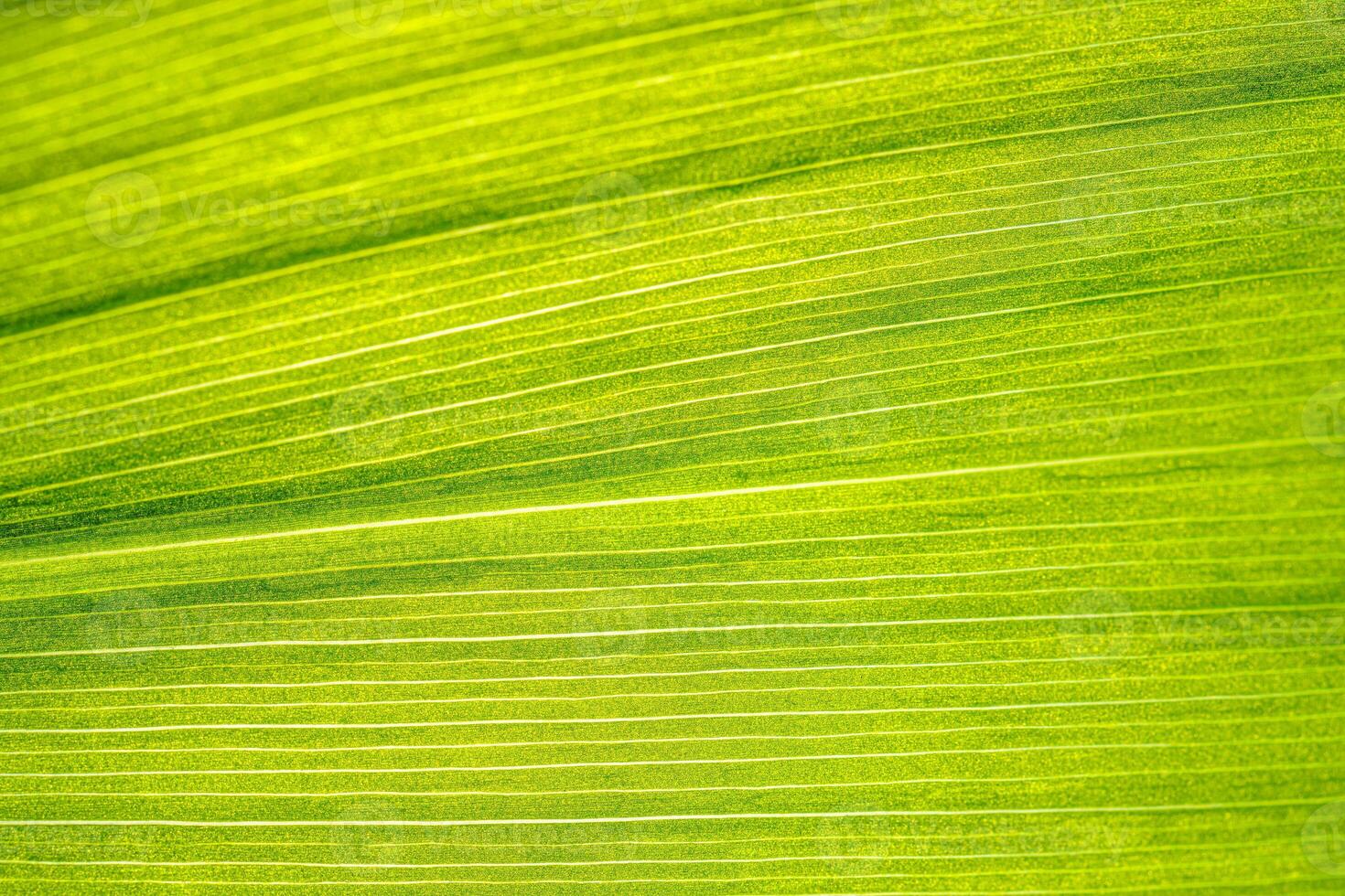 Macro shot of lily of the valley leaf. Foliage abstract background. photo