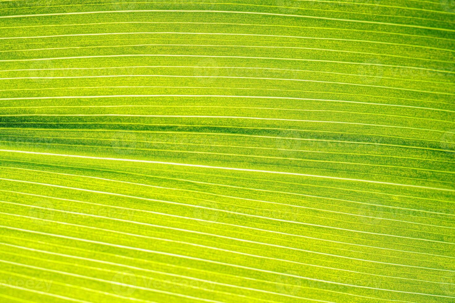 Macro shot of lily of the valley leaf. Foliage abstract background. photo