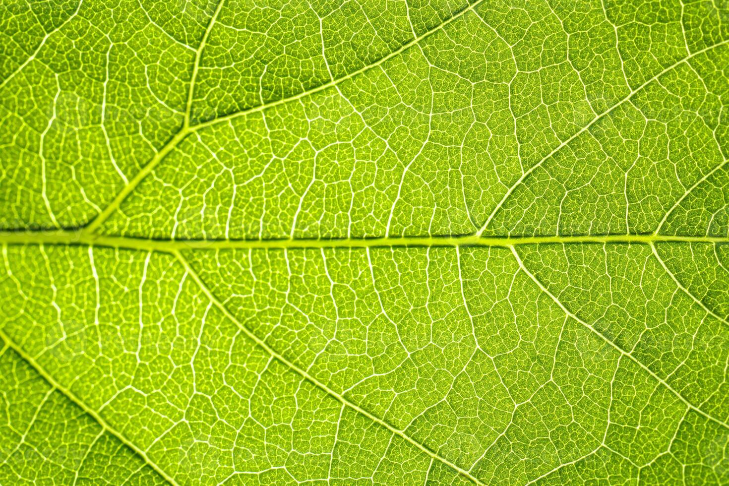 Macro shot of a leaf. Foliage nature background. photo