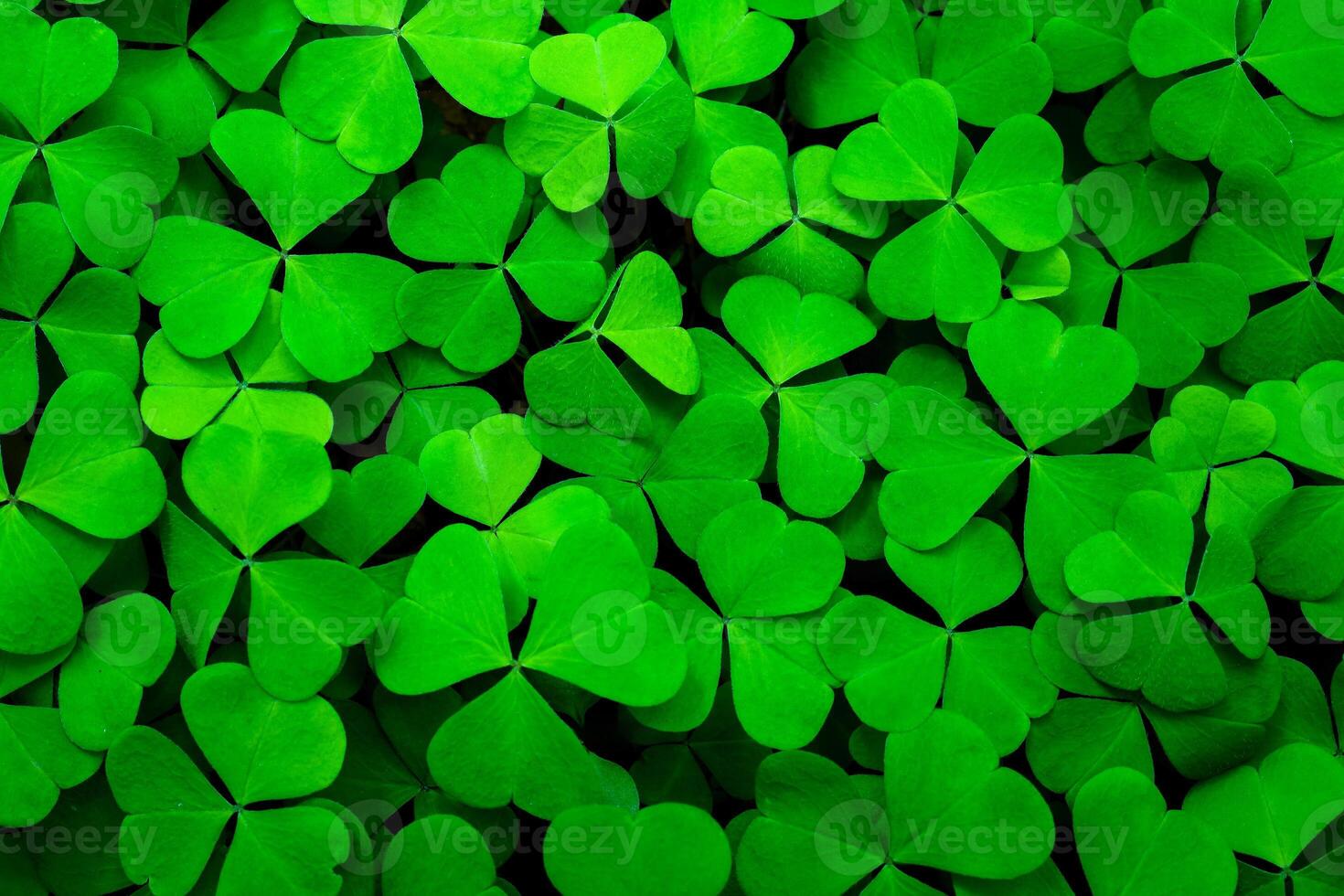 Background with green clover leaves for Saint Patrick's day. Abstract backdrop for design with a shamrock. Sping nature pattern. photo