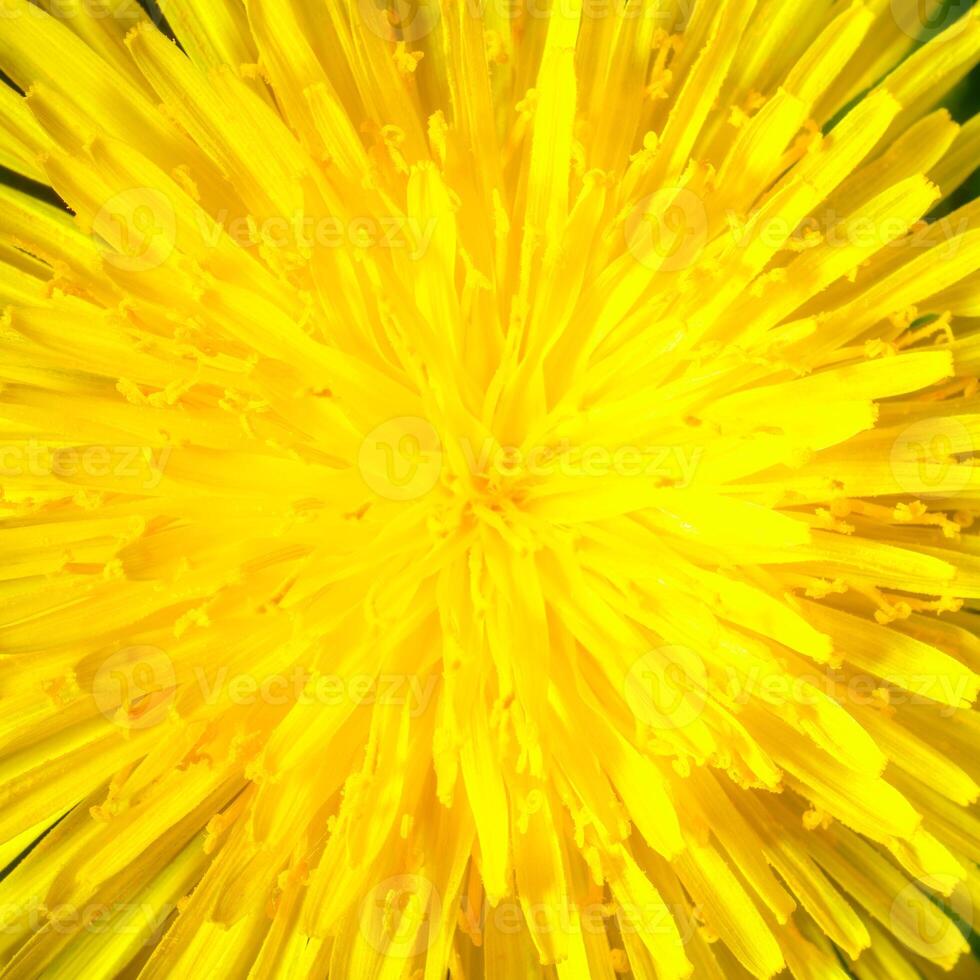 Yellow dandelion close-up. Natural background. photo