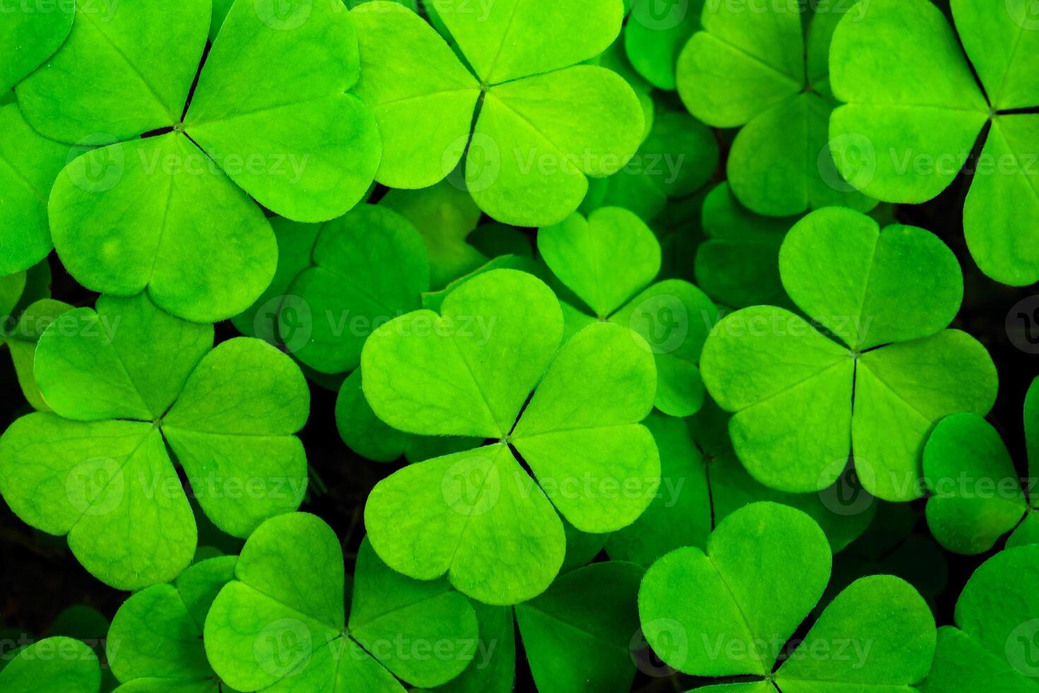 Background with green clover leaves for Saint Patrick's day. Abstract backdrop for design with a shamrock. Sping nature pattern. photo
