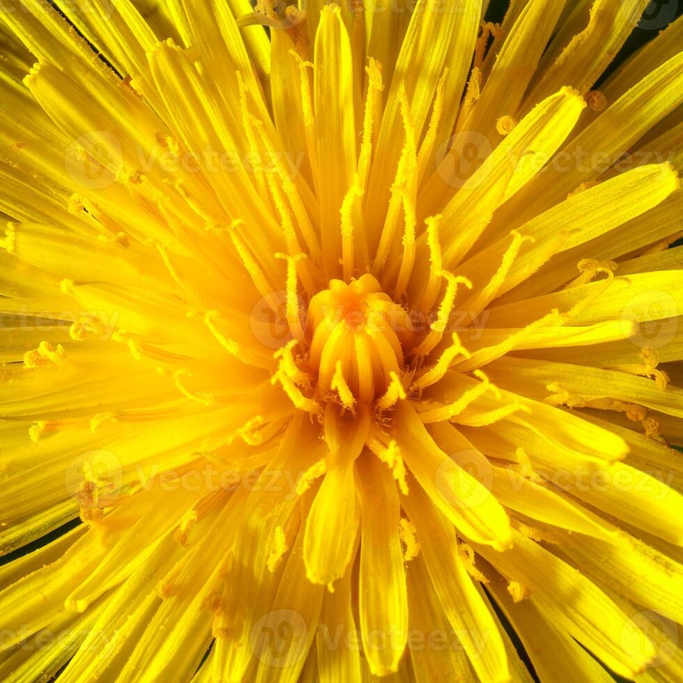 Yellow dandelion close-up. Natural background. photo