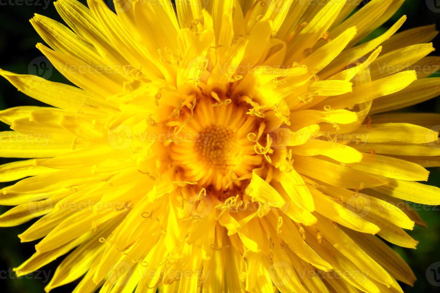 Yellow dandelion close-up. Natural background. photo