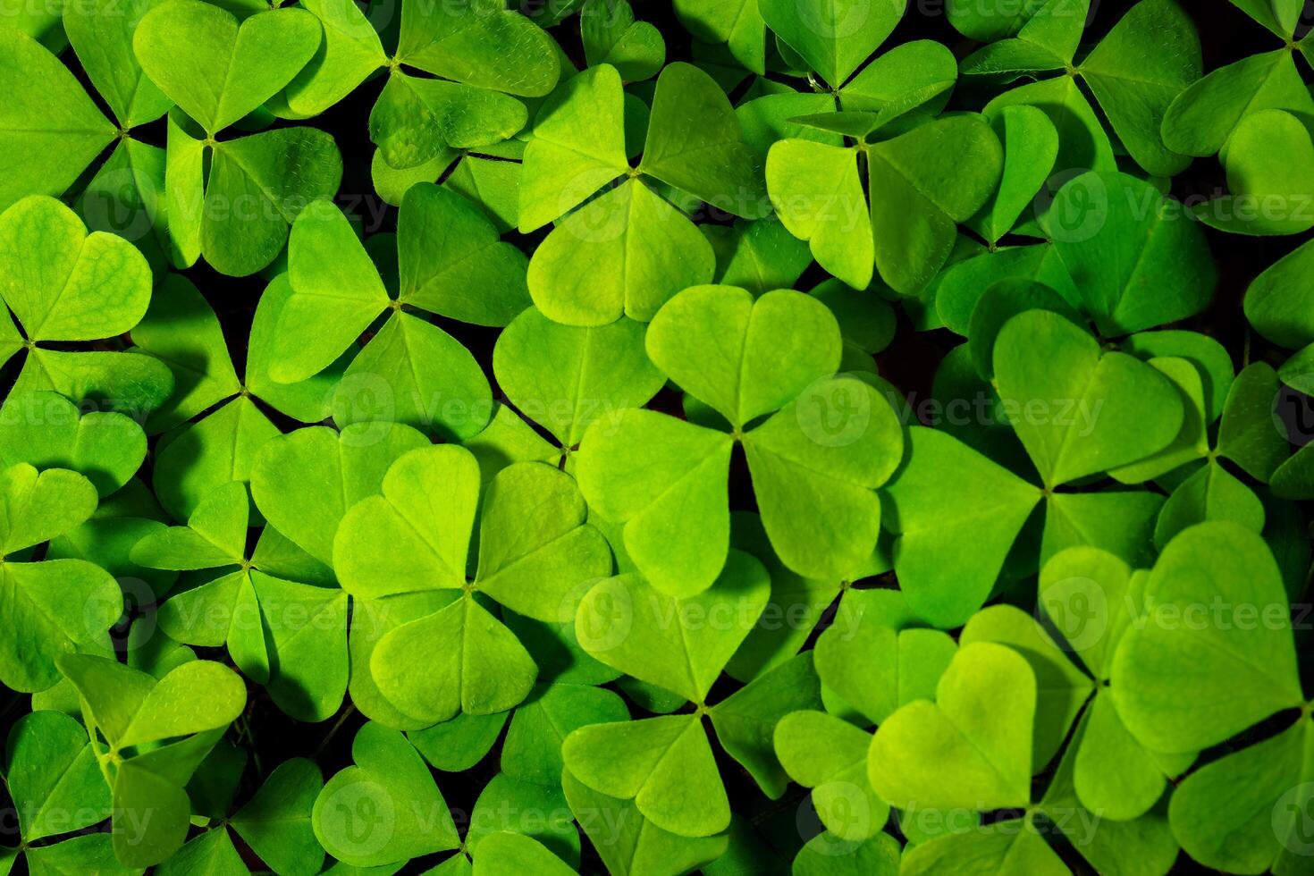 Background with green clover leaves for Saint Patrick's day. Abstract backdrop for design with a shamrock. Sping nature pattern. photo