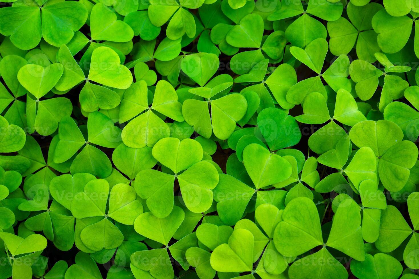 Background with green clover leaves for Saint Patrick's day. Abstract backdrop for design with a shamrock. Sping nature pattern. photo
