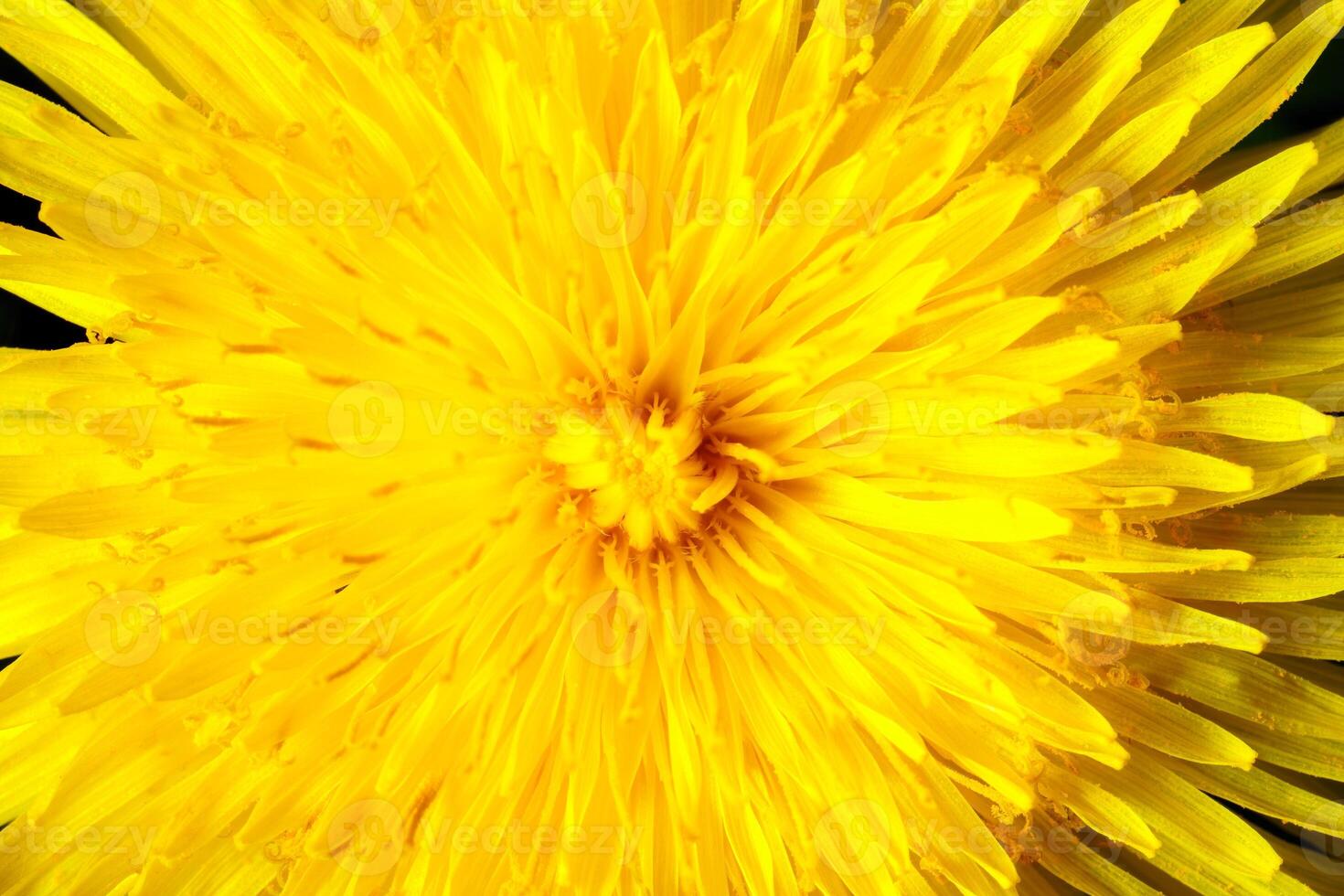 Yellow dandelion close-up. Natural background. photo