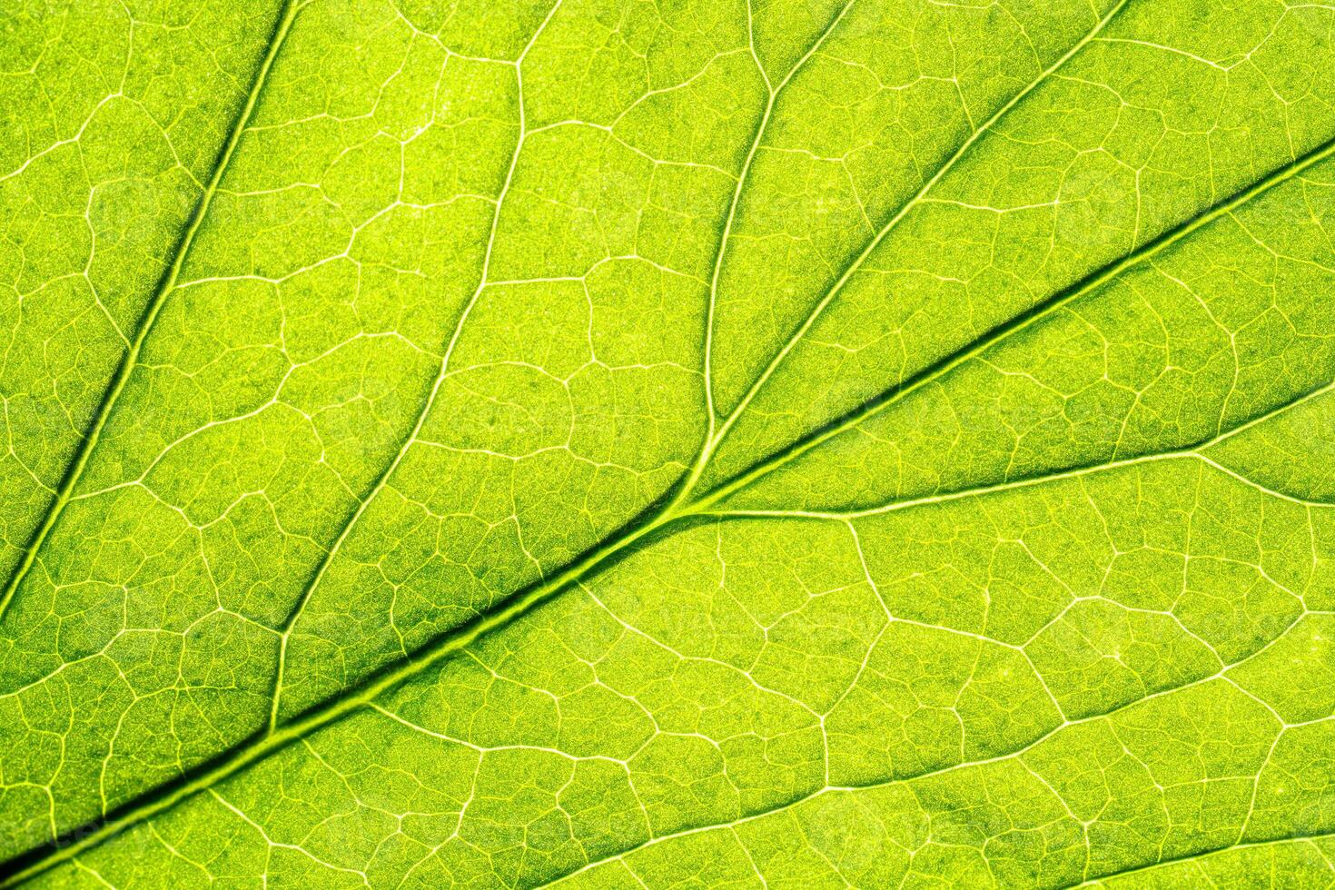Macro shot of a leaf. Foliage nature background. photo