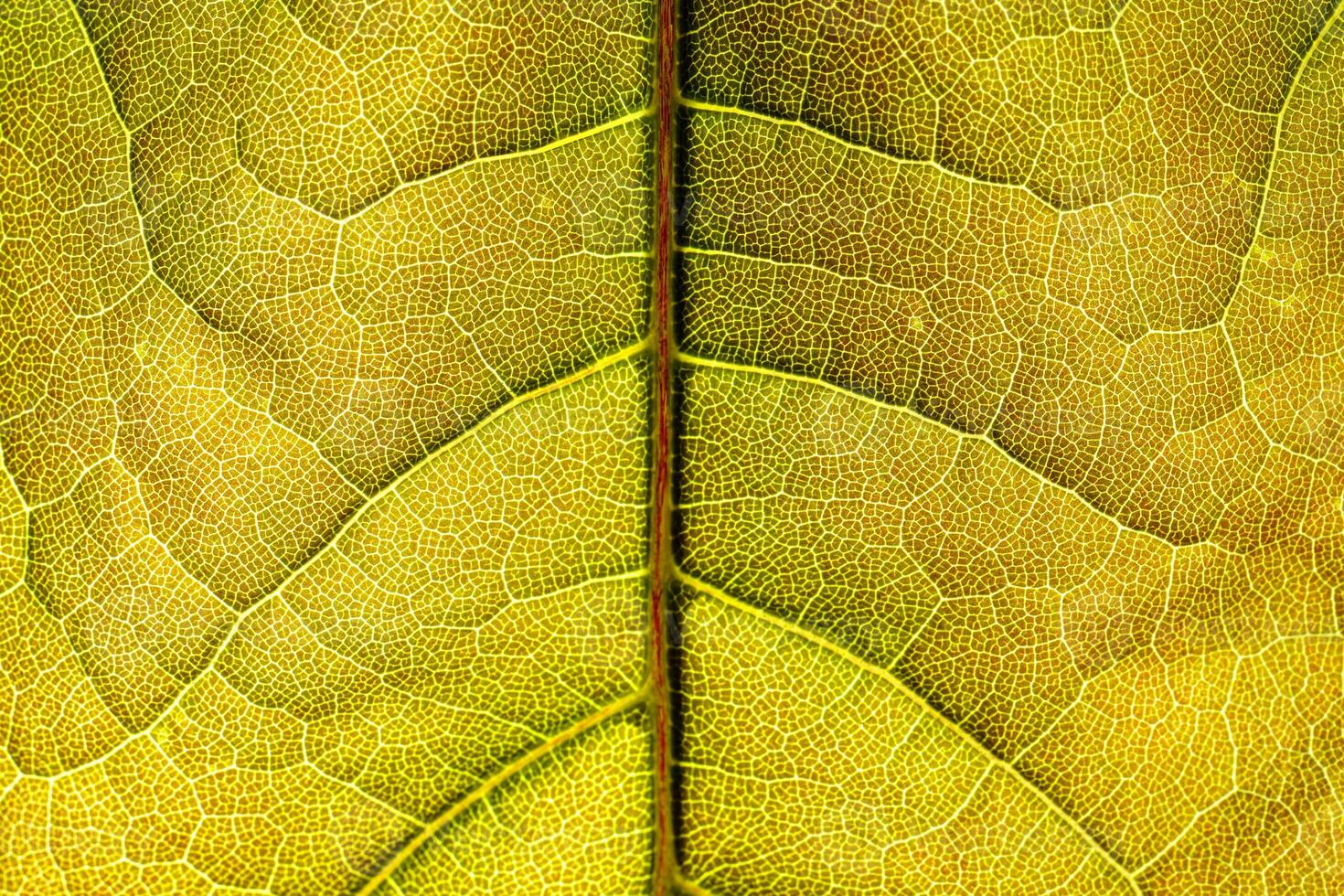 Macro shot of a leaf. Foliage nature background. photo