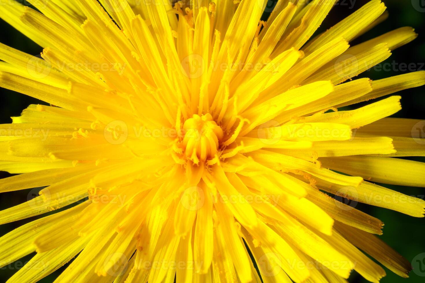 Yellow dandelion close-up. Natural background. photo