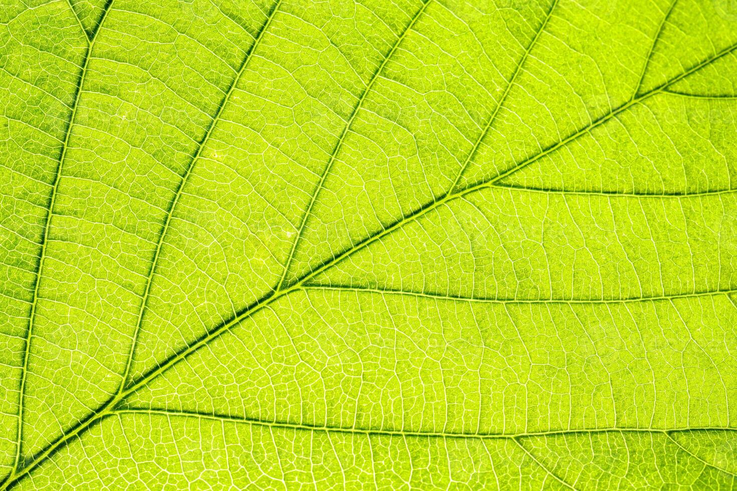 Macro shot of a leaf. Foliage nature background. photo