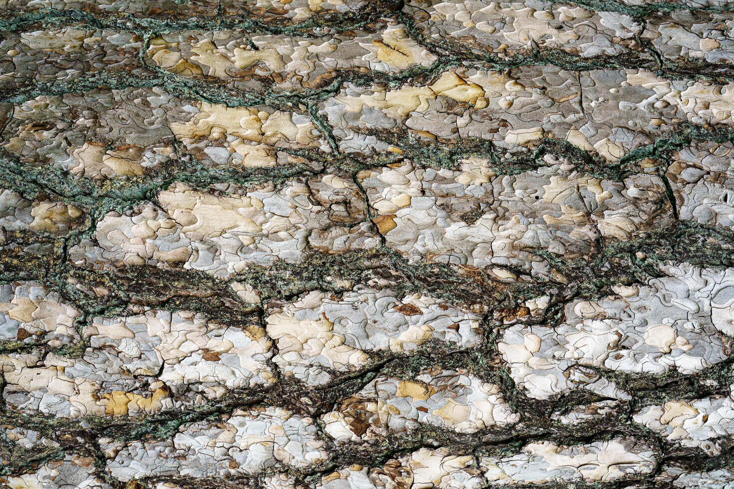 Close-up texture of gray pine treebark. Absract nature background. photo
