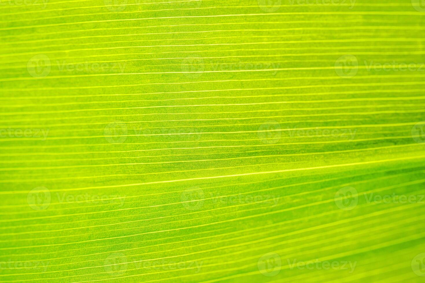 Macro shot of lily of the valley leaf. Foliage abstract background. photo