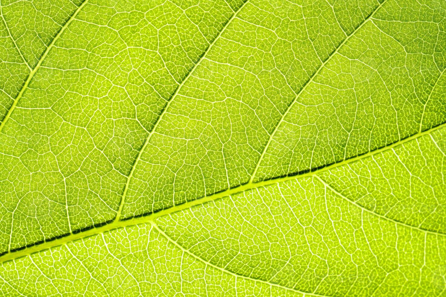 Macro shot of a leaf. Foliage nature background. photo