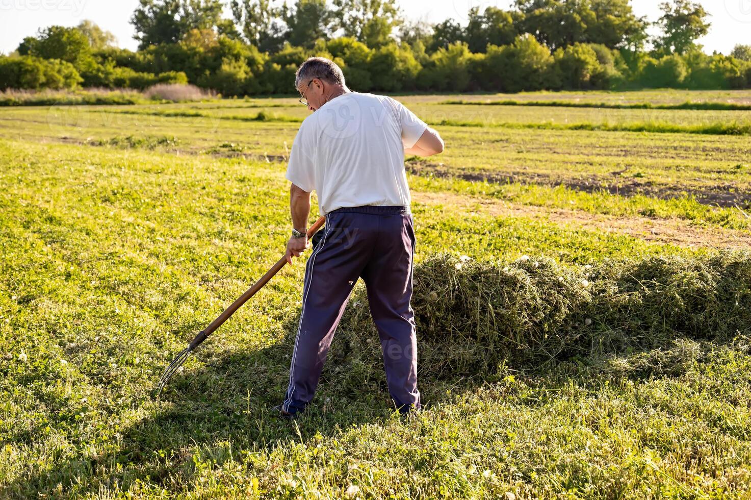 Mature man hoeing hay in the field on sunny day photo