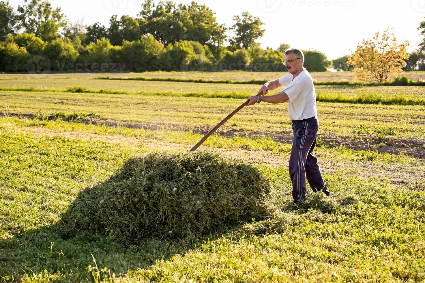 Mature man hoeing hay in the field on sunny day photo