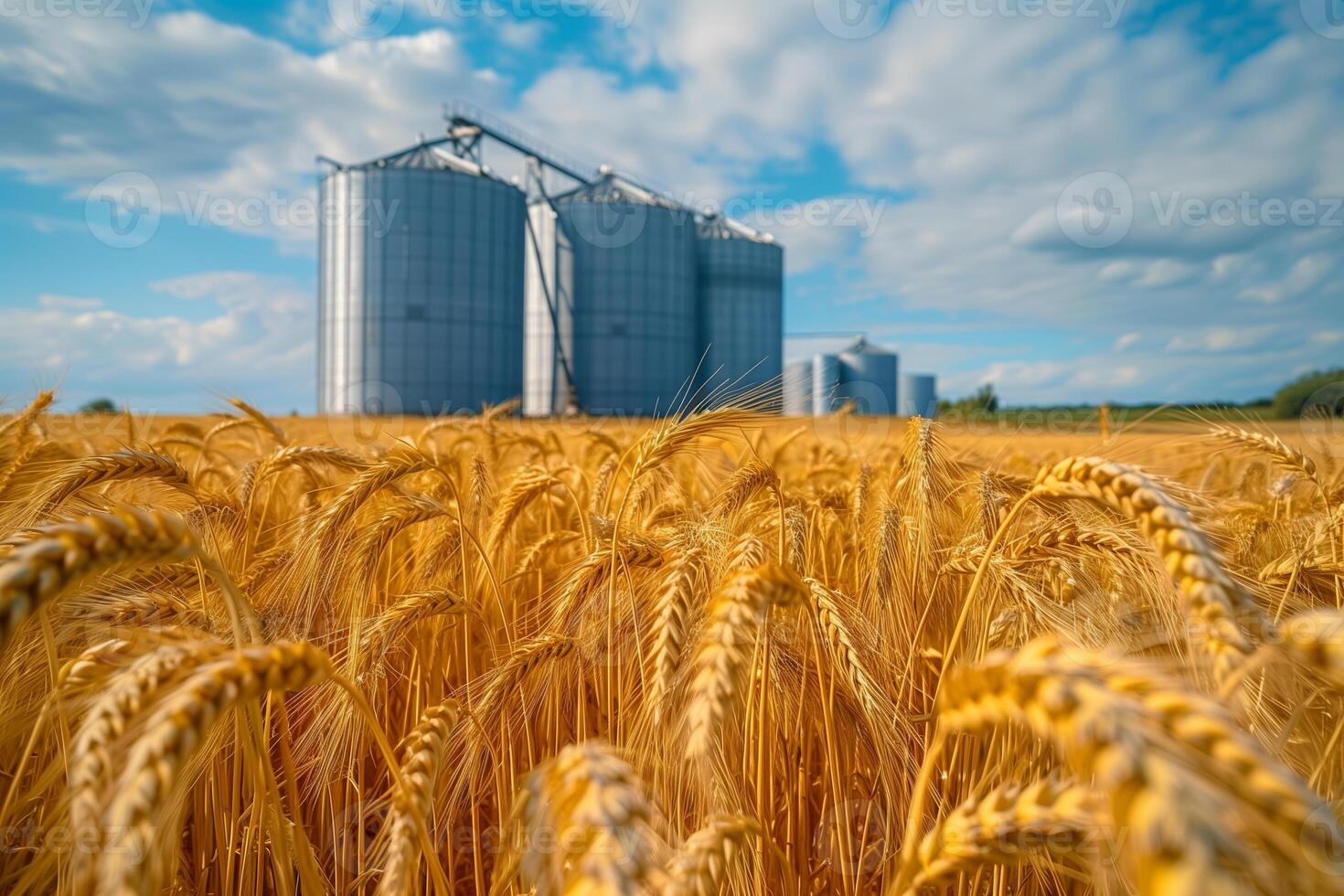 Modern elevator for storing grain against the background of a golden wheat field photo