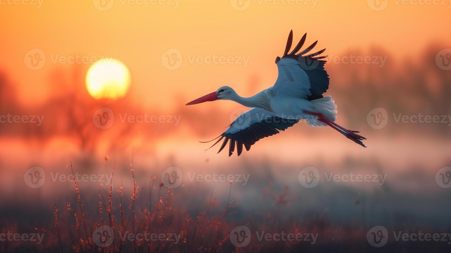 a beautiful stork soars over a field with fog spreading over it at dawn photo