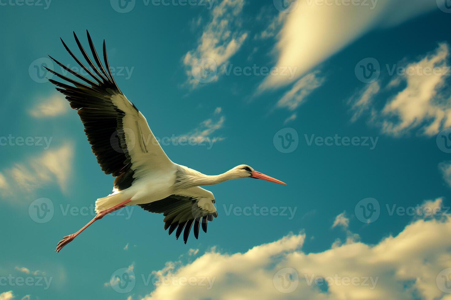 a graceful stork soars in the blue sky photo